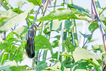 瑞々しく美味しそうな茄子