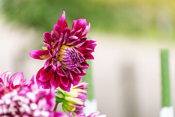 Fototapeta premium 秋の庭に咲く鮮やかな赤紫色のダリアの花のクローズアップ