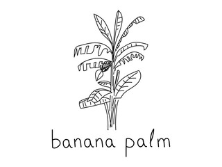 Hand Drawn Banana Palm Sketch. Single Line Tropical Plant Illustration for Organic Food Label, Eco Design and Hindu Culture.
