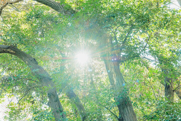 木々の間からの木漏れ日