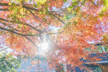 紅葉と太陽