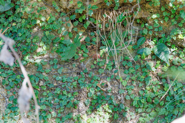 壁面を覆う小さな緑の葉の植物、生命力あふれる自然の背景