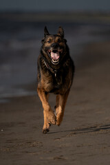 Schäferhund rennt am Strand