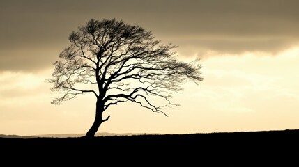 A lone gnarled tree with twisted branches stands silhouetted against a soft, hazy sky