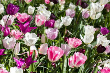tulips flowers in Keuhenhof in the Netherlands