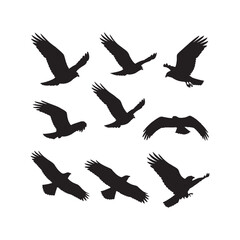 Obraz premium Flying Hawk Silhouettes Collection,Flying Hawk Silhouettes,Vector Flying Hawk Silhouettes,Bird of Prey in Flight Silhouettes,hawk vector
