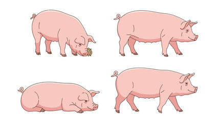 Charming Pink Pig Illustrations in Various Poses: Standing, Eating, Lying Down, Walking