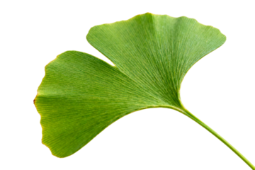 Ginkgo Biloba Leaf, Fresh Green Foliage