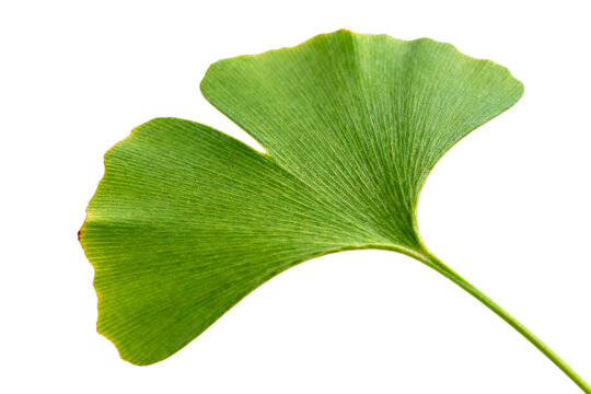 Ginkgo Biloba Leaf, Fresh Green Foliage