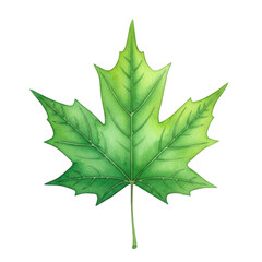 Fototapeta premium Watercolor Illustrated maple leaf isolated on a transparent background