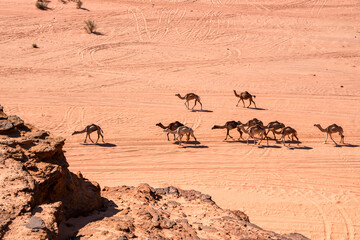 Camel herds in the red desert. Wadi Rum is a protected desert wilderness in southern Jordan. It features dramatic sandstone mountains like the many-domed Jebel Um Ishrin, and natural arches such as