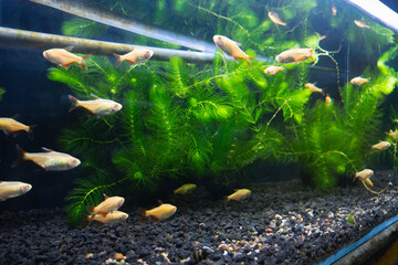 Various aquatic stem plants commonly used in aquascaping. Sell in Aquarium store. © Rizky Rahmat Hidayat