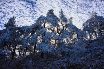 Winter wonderland, scenery in Huangshan National Park, Anhui, China