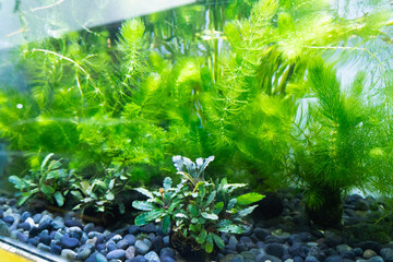 Various aquatic stem plants commonly used in aquascaping. Sell in Aquarium store. © Rizky Rahmat Hidayat