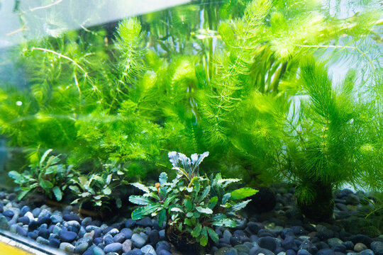 Various aquatic stem plants commonly used in aquascaping. Sell in Aquarium store.