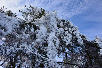 Winter wonderland, scenery in Huangshan National Park, Anhui, China