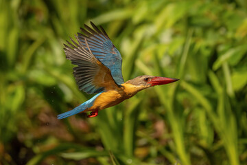 Stork-billed kingfisher in flight above water, wings spread with splashing droplets, colorful tropical bird hunting fish, dynamic wildlife action scene, sharp focus, natural habitat.