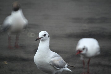 Sea Gull looking to the camera and yelling