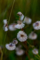 Coltsfoot (Tussilago farfara) producing fluffy pappus seeds in wilderness