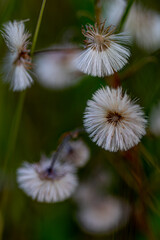 Coltsfoot (Tussilago farfara) producing fluffy pappus seeds in wilderness