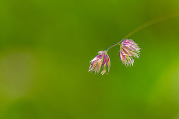 Cockfoot (Dactylis) plant with purple flower head against green background