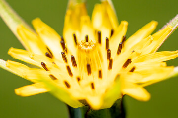 Yellow goatsbeard (Tragopogon pratensis) flower blooming in green nature