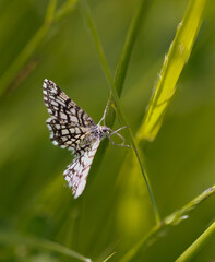 Latticed heath (Chiasmia clathrata) moth with checkered wings perching on green grass
