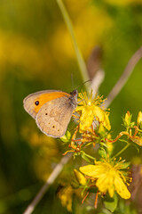 Meadow brown butterfly (Maniola jurtina) resting on St. John's wort flower (Hypericum)