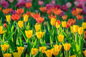 Colorful a Tulip flowers blooming in garden, Springtime