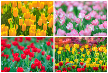 Colorful a Tulip flowers blooming in garden, Springtime