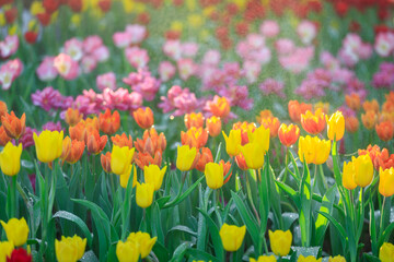 Colorful a Tulip flowers blooming in garden, Springtime