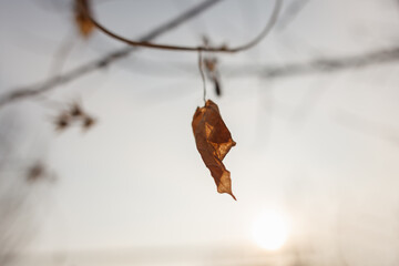 one dry leaf against the background of a bright sky in the sunlight