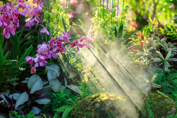 Beautiful orchid flowers blooming in garden, Close up of orchid