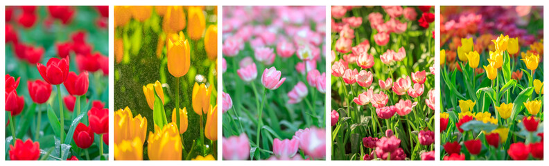 Colorful a Tulip flowers blooming in garden, Springtime