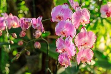 Beautiful orchid flowers blooming in garden, Close up of orchid