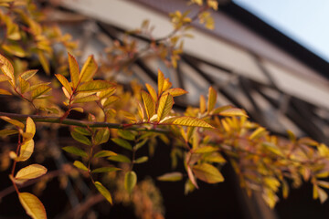 branches with small autumn leaves on the background of a house