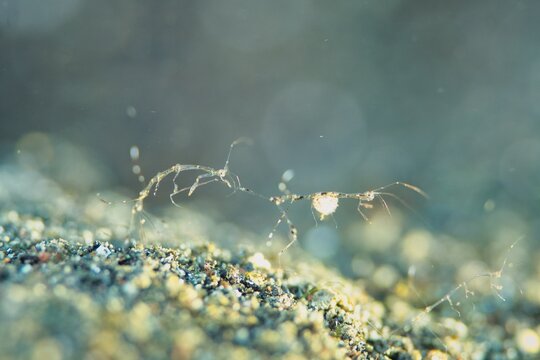 Skeleton Shrimp in the Lembeh Strait, Sulawesi, Indonesia