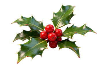 Holly Branch with Red Berries for Christmas Decoration