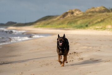 Schäferhund am Strand