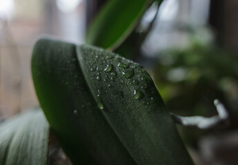 water droplets on a long green leaf on a blurred background