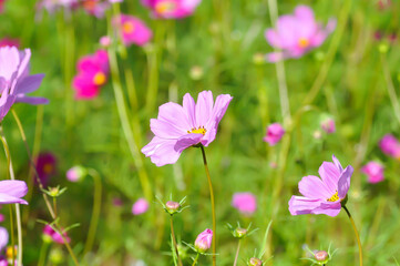 Obraz premium cosmos flower or Mexican aster flower or Cosmos sulphureus Cav or Compositae or Cosmos, pink flower
