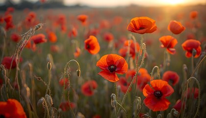 Fototapeta premium Vibrant red poppies blooming in a field at sunset with soft focus