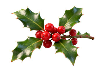 Holly Branch with Red Berries and Green Leaves