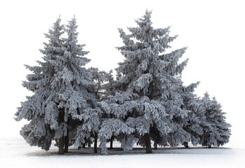Pine covered with Snow