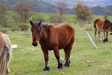 Caballo