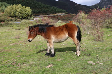 Caballo