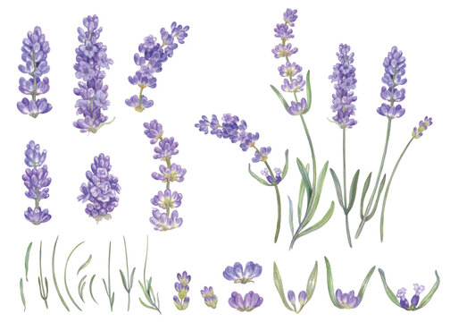 Lavender flowers hand painted with watercolor isolated on transparent background 