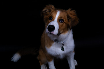 Fototapeta premium Brown And White Border Collie Puppy Dog Sitting On Black Background Cute Pet Portrait With Head Tilt