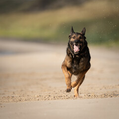 Schäferhund rennt am Strand