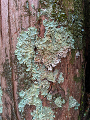 Flavoparmelia caperata, the common greenshield lichen, is a foliose lichen that grows on the bark of trees